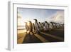 South Georgia Island, St. Andrew's Bay. King penguins walk on beach at sunrise.-Jaynes Gallery-Framed Photographic Print