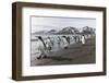 South Georgia Island, St. Andrew's Bay. King Penguins Walk on Beach-Jaynes Gallery-Framed Photographic Print