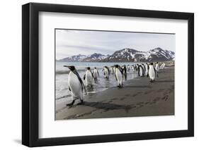 South Georgia Island, St. Andrew's Bay. King Penguins Walk on Beach-Jaynes Gallery-Framed Photographic Print