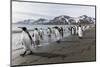 South Georgia Island, St. Andrew's Bay. King Penguins Walk on Beach-Jaynes Gallery-Mounted Photographic Print