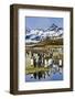 South Georgia Island, St. Andrew's Bay, King Penguins-Hollice Looney-Framed Photographic Print