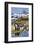 South Georgia Island, St. Andrew's Bay, King Penguins-Hollice Looney-Framed Photographic Print