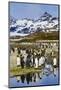 South Georgia Island, St. Andrew's Bay, King Penguins-Hollice Looney-Mounted Photographic Print