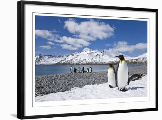 South Georgia Island-Donald Paulson-Framed Giclee Print