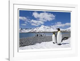 South Georgia Island-Donald Paulson-Framed Giclee Print