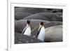 South Georgia. King penguins find their way through the elephant seals lying on the beach.-Ellen Goff-Framed Photographic Print