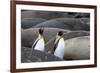 South Georgia. King penguins find their way through the elephant seals lying on the beach.-Ellen Goff-Framed Photographic Print