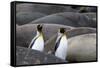 South Georgia. King penguins find their way through the elephant seals lying on the beach.-Ellen Goff-Framed Stretched Canvas