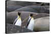 South Georgia. King penguins find their way through the elephant seals lying on the beach.-Ellen Goff-Stretched Canvas