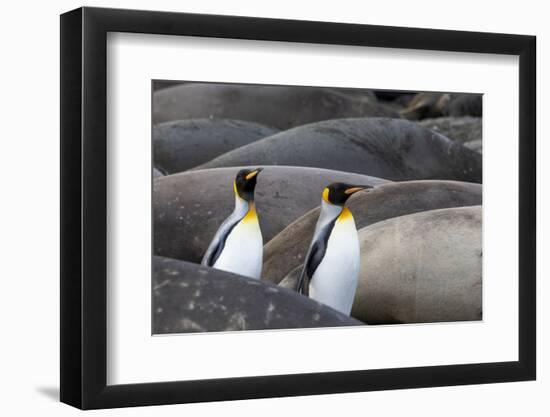South Georgia. King penguins find their way through the elephant seals lying on the beach.-Ellen Goff-Framed Photographic Print