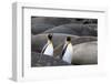 South Georgia. King penguins find their way through the elephant seals lying on the beach.-Ellen Goff-Framed Photographic Print