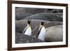 South Georgia. King penguins find their way through the elephant seals lying on the beach.-Ellen Goff-Framed Photographic Print