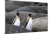 South Georgia. King penguins find their way through the elephant seals lying on the beach.-Ellen Goff-Mounted Photographic Print