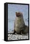 South Georgia. Male Antarctic Fur Seal, Arctocephalus Gazella-Inger Hogstrom-Framed Stretched Canvas