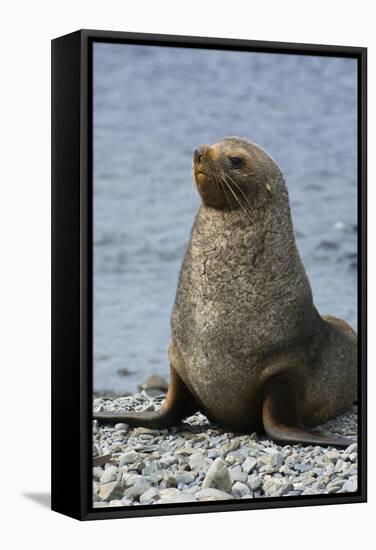 South Georgia. Male Antarctic Fur Seal, Arctocephalus Gazella-Inger Hogstrom-Framed Stretched Canvas