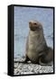 South Georgia. Male Antarctic Fur Seal, Arctocephalus Gazella-Inger Hogstrom-Framed Stretched Canvas