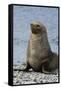 South Georgia. Male Antarctic Fur Seal, Arctocephalus Gazella-Inger Hogstrom-Framed Stretched Canvas