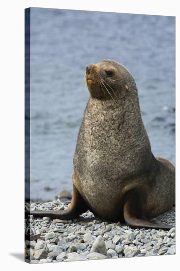 South Georgia. Male Antarctic Fur Seal, Arctocephalus Gazella-Inger Hogstrom-Stretched Canvas