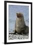 South Georgia. Male Antarctic Fur Seal, Arctocephalus Gazella-Inger Hogstrom-Framed Premium Photographic Print