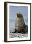 South Georgia. Male Antarctic Fur Seal, Arctocephalus Gazella-Inger Hogstrom-Framed Photographic Print