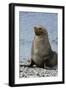 South Georgia. Male Antarctic Fur Seal, Arctocephalus Gazella-Inger Hogstrom-Framed Photographic Print