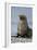 South Georgia. Male Antarctic Fur Seal, Arctocephalus Gazella-Inger Hogstrom-Framed Photographic Print