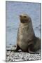 South Georgia. Male Antarctic Fur Seal, Arctocephalus Gazella-Inger Hogstrom-Mounted Photographic Print