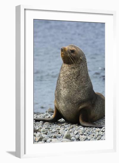 South Georgia. Male Antarctic Fur Seal, Arctocephalus Gazella-Inger Hogstrom-Framed Photographic Print