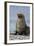 South Georgia. Male Antarctic Fur Seal, Arctocephalus Gazella-Inger Hogstrom-Framed Photographic Print