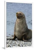 South Georgia. Male Antarctic Fur Seal, Arctocephalus Gazella-Inger Hogstrom-Framed Photographic Print