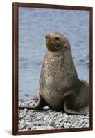 South Georgia. Male Antarctic Fur Seal, Arctocephalus Gazella-Inger Hogstrom-Framed Photographic Print