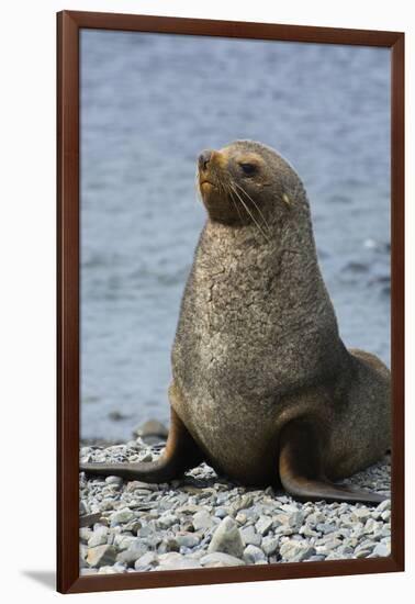 South Georgia. Male Antarctic Fur Seal, Arctocephalus Gazella-Inger Hogstrom-Framed Photographic Print