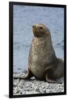 South Georgia. Male Antarctic Fur Seal, Arctocephalus Gazella-Inger Hogstrom-Framed Photographic Print