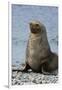South Georgia. Male Antarctic Fur Seal, Arctocephalus Gazella-Inger Hogstrom-Framed Premium Photographic Print