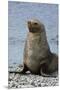 South Georgia. Male Antarctic Fur Seal, Arctocephalus Gazella-Inger Hogstrom-Mounted Premium Photographic Print