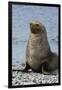 South Georgia. Male Antarctic Fur Seal, Arctocephalus Gazella-Inger Hogstrom-Framed Premium Photographic Print