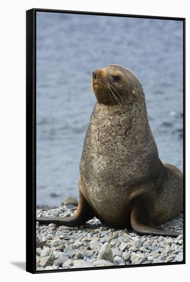 South Georgia. Male Antarctic Fur Seal, Arctocephalus Gazella-Inger Hogstrom-Framed Stretched Canvas