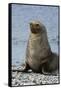 South Georgia. Male Antarctic Fur Seal, Arctocephalus Gazella-Inger Hogstrom-Framed Stretched Canvas