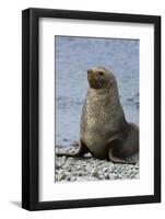 South Georgia. Male Antarctic Fur Seal, Arctocephalus Gazella-Inger Hogstrom-Framed Photographic Print