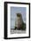 South Georgia. Male Antarctic Fur Seal, Arctocephalus Gazella-Inger Hogstrom-Framed Photographic Print