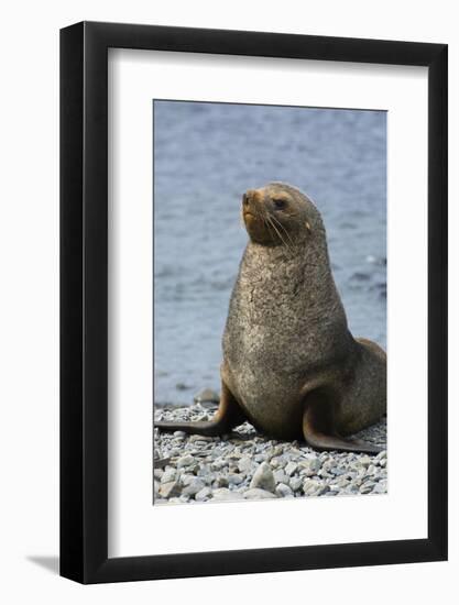 South Georgia. Male Antarctic Fur Seal, Arctocephalus Gazella-Inger Hogstrom-Framed Photographic Print