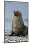 South Georgia. Male Antarctic Fur Seal, Arctocephalus Gazella-Inger Hogstrom-Mounted Photographic Print