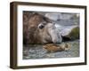 South Georgia pintail swimming in front of Southern elephant seal, Gold Harbour, South Georgia-Tony Heald-Framed Photographic Print