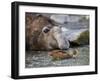 South Georgia pintail swimming in front of Southern elephant seal, Gold Harbour, South Georgia-Tony Heald-Framed Photographic Print