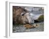 South Georgia pintail swimming in front of Southern elephant seal, Gold Harbour, South Georgia-Tony Heald-Framed Photographic Print