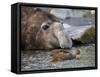 South Georgia pintail swimming in front of Southern elephant seal, Gold Harbour, South Georgia-Tony Heald-Framed Stretched Canvas