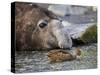 South Georgia pintail swimming in front of Southern elephant seal, Gold Harbour, South Georgia-Tony Heald-Stretched Canvas