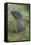 South Georgia. Prion Island. Antarctic Fur Seal in Tussock During Snow-Inger Hogstrom-Framed Stretched Canvas