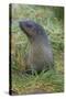 South Georgia. Prion Island. Antarctic Fur Seal in Tussock During Snow-Inger Hogstrom-Stretched Canvas