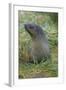 South Georgia. Prion Island. Antarctic Fur Seal in Tussock During Snow-Inger Hogstrom-Framed Photographic Print